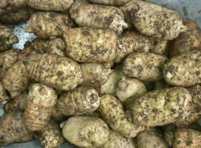 天麻幾月份種植?