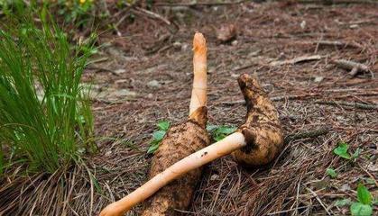 4月發(fā)文:以前野生的無人采摘,如今供不應求,價格達到了60元一斤