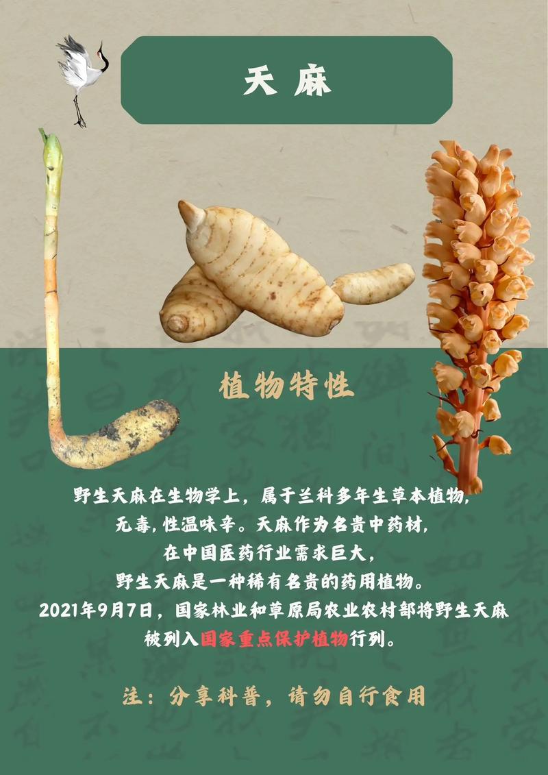 天麻,中藥名.為蘭科植物天麻gas