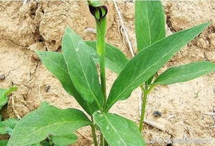 一年就可以賣錢的藥材,種植周期短風險小,你知道有哪幾種